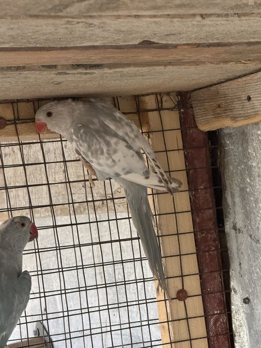 Papagali micul alexandru