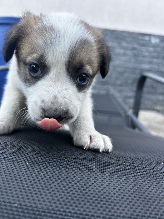 Cateluși spre adopție