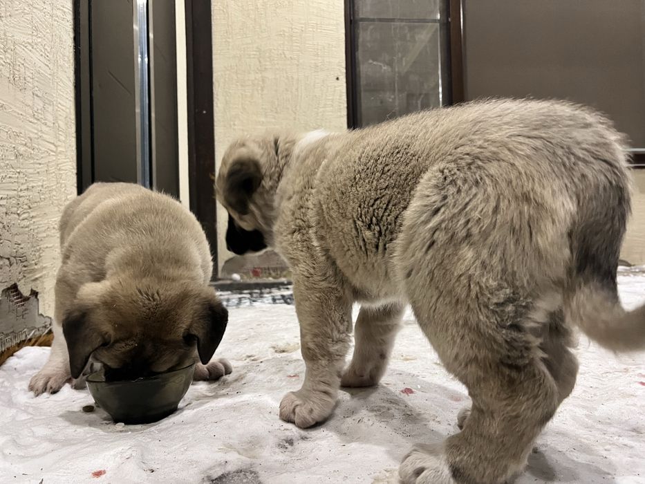 Продам щенков кангала