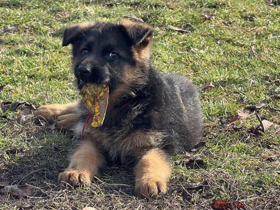 Femala ciobanesc german