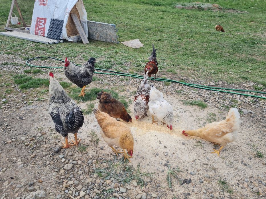 Cocosi tineri de rasă