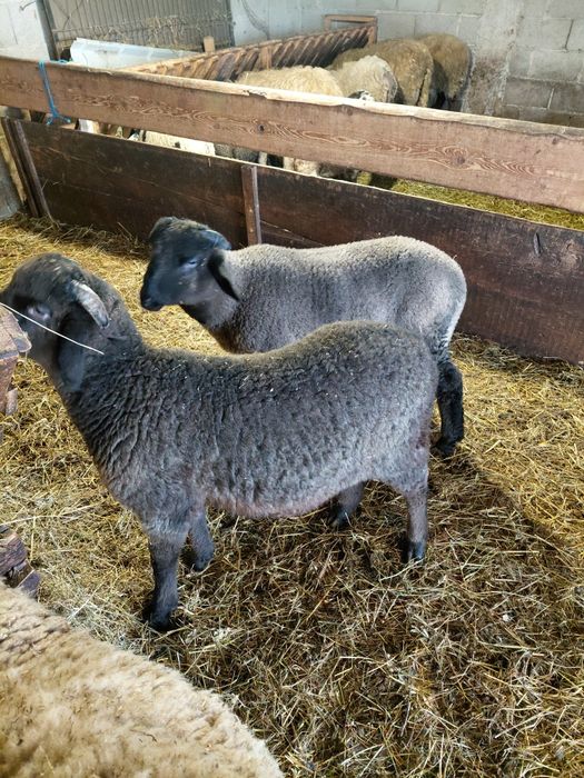 Vând miei de Paște sau de prasila