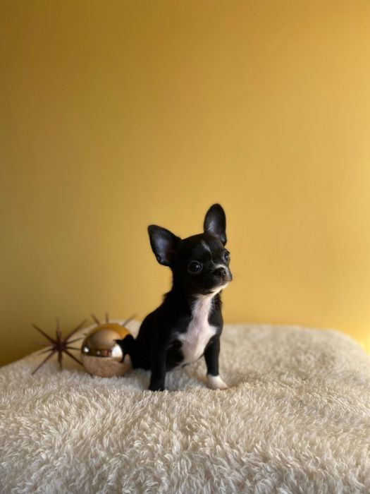 Късокосмето чихуахуа