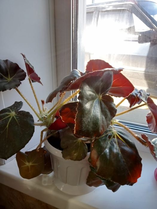 Продам комнатные растения