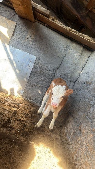 Продам хороших телят