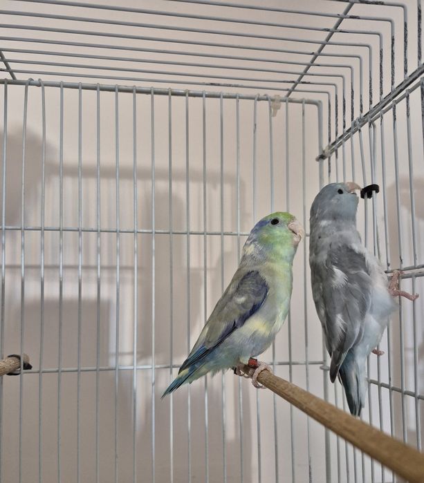 Vand /Schimb cu Canari - Papagali - Forpus Coelestis