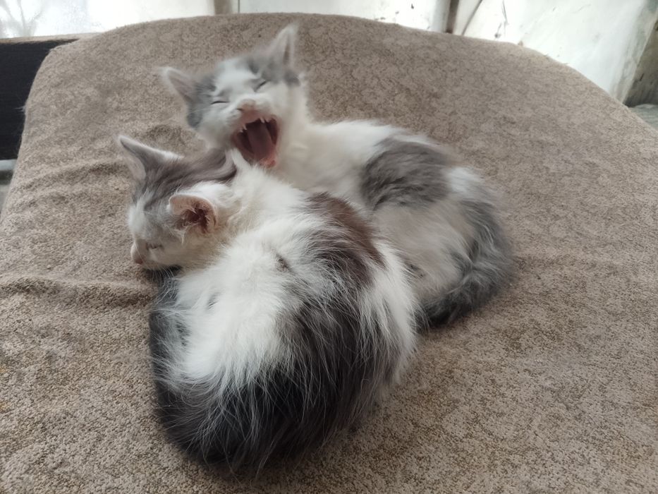 Котята в добрые руки Мальчики