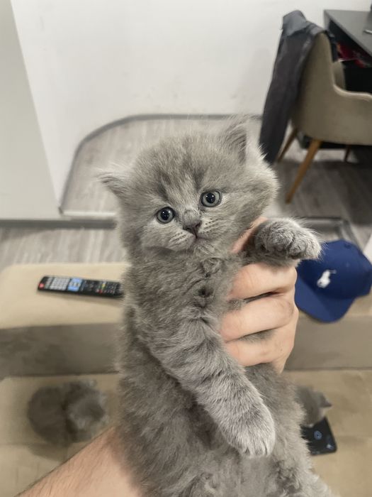 Британские котята