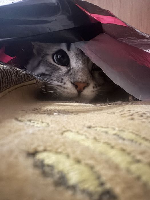 Отдам кота ему пол года