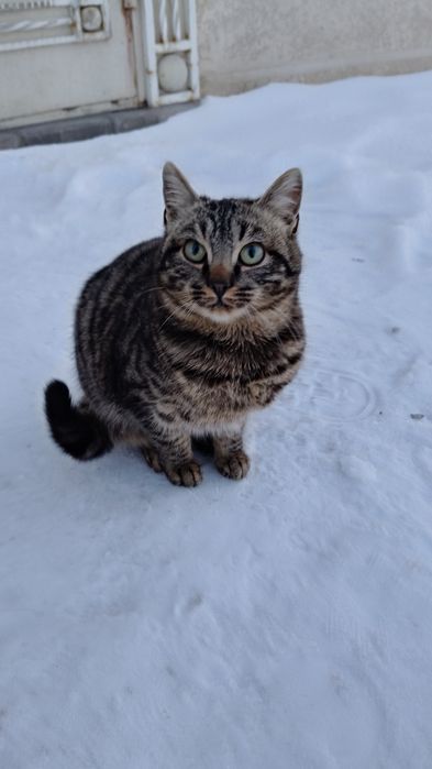 Срочно ищем дом котятам.