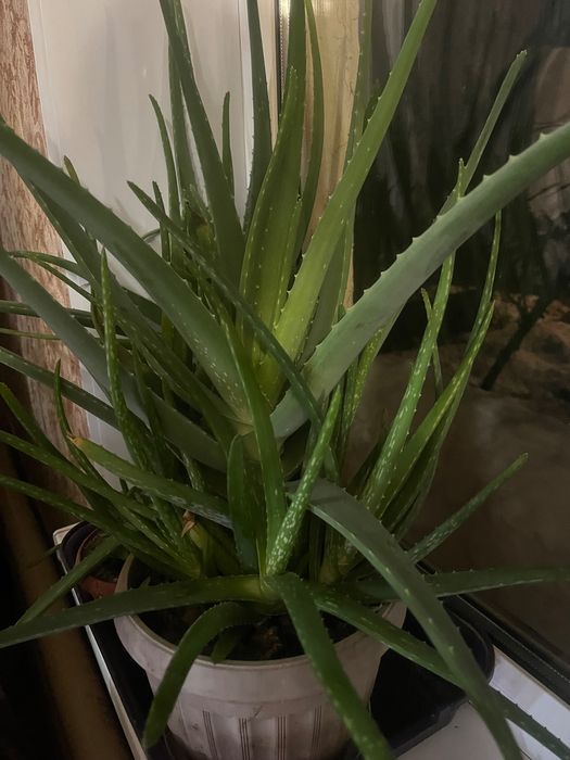 Продаю лечебный алое вера