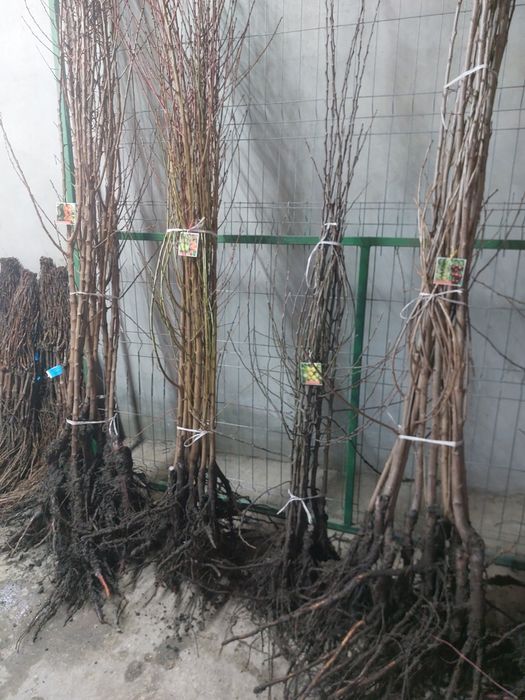 Pomi Fructiferi En - Gros