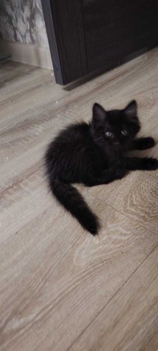 Котёнок мальчик, 3 месяца