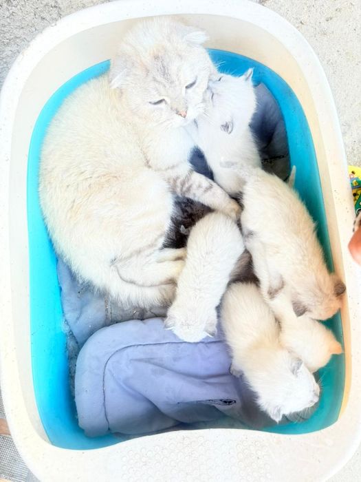 Котята отец сиамский мама вислаухая