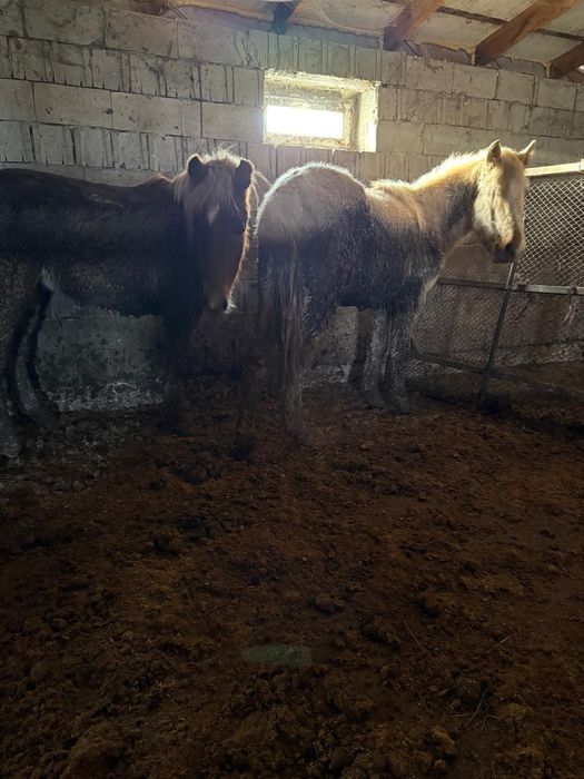 Соғым тай бие байтал құнан дөнен