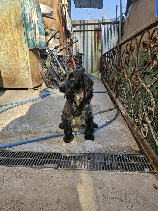 Найдена собака девочка