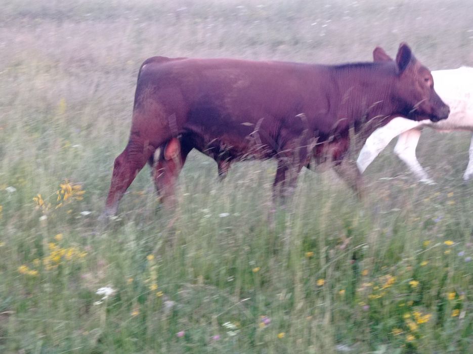 Vând tăuraș  Red Angus