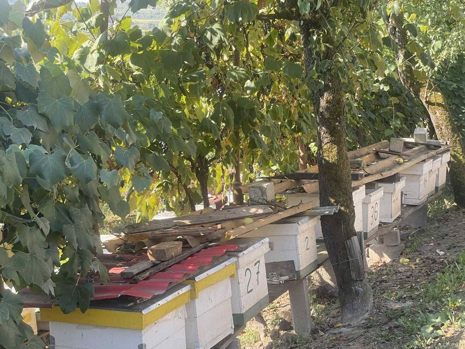 DE VÂNZARE – Casă cu teren și livadă în Săliște, comuna Băsești