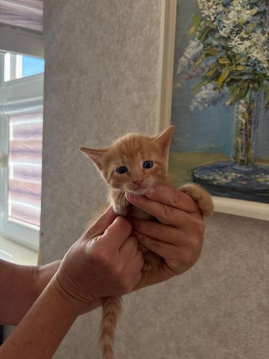 Отдам котят в добрые руки