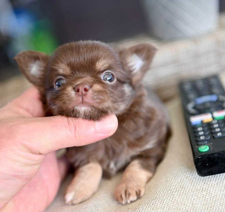 Мъжко миниатюрно дългокосместо чихуахуа шоколадов тен