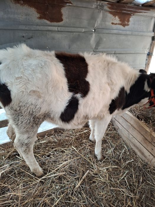 Vaci bune si frumoase 7 luni amândouă