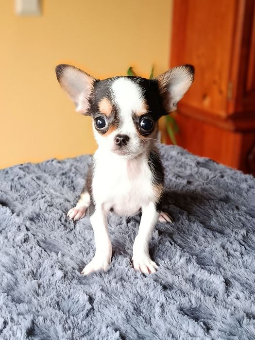 Миниатюрно късокосместо чихуахуа