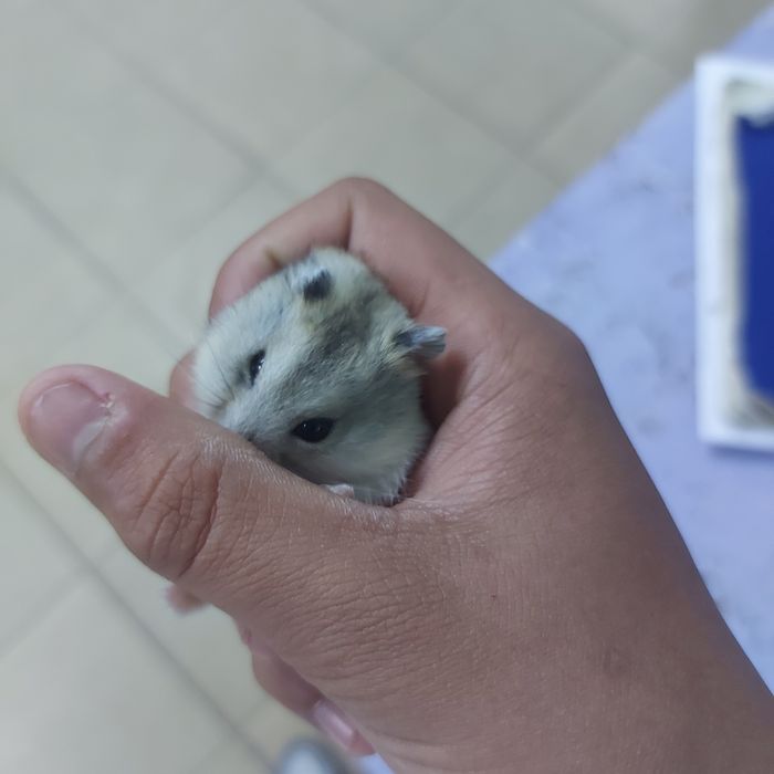 Хомяки джунгарские