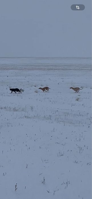 Продам рабочих собак, и щенков