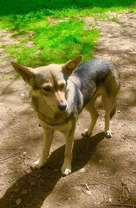 Пристраиваются 2 собачки -девочка и мальчик.