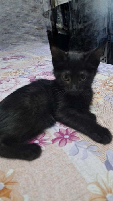 Котята ищут семьи!