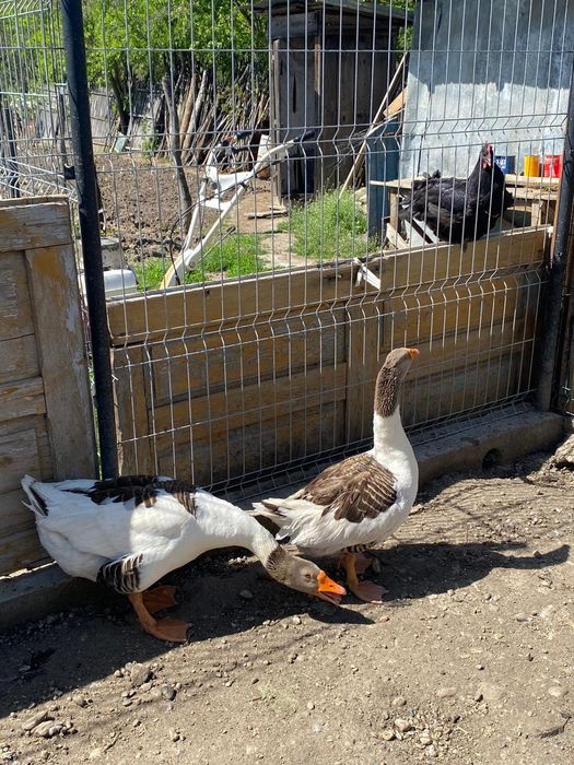 Vând 2 famili de gâște se dau doar pe pereche