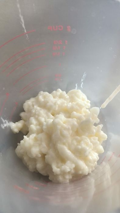 Ciupercă Tibetană De Chefir 1 Lingură