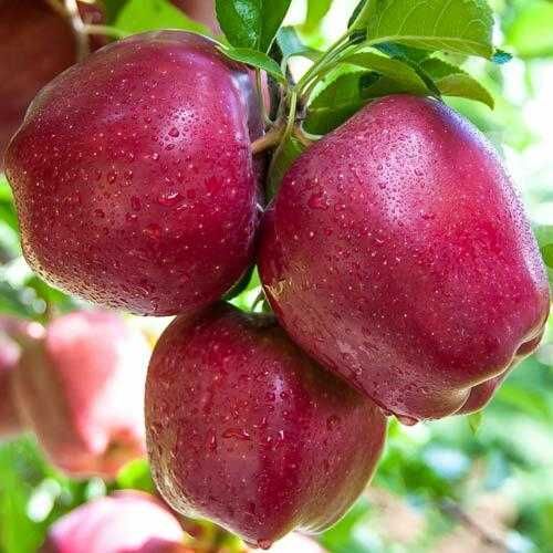 Vand mere de anul acesta, soiuri diverse calitate Golden Bot de iepure