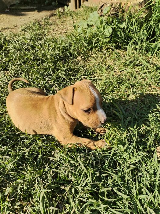 Căței amstaff originali