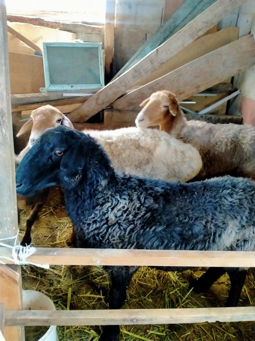 Семіз Қара көк сек сатылады