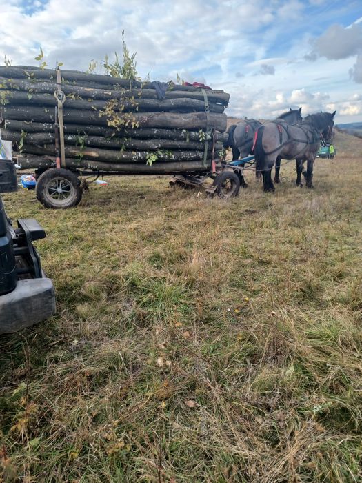 Vând 2 iepe cuminte