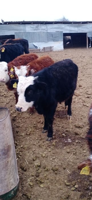 Баспақтар сатылады