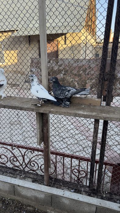 Продаются Бойные голуби