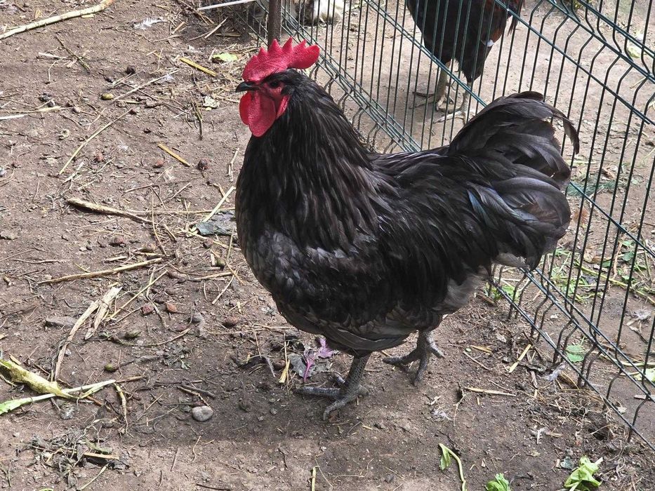 Cocosi de vanzare : Rasa Austrolop, Matase Japoneza , Araucana