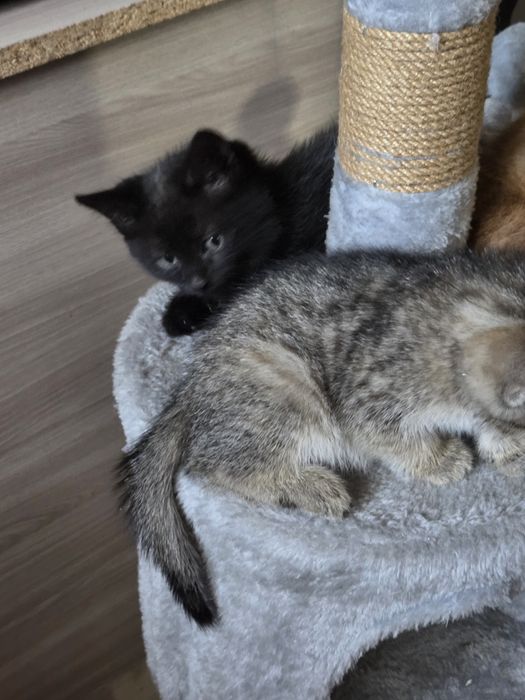 Котята в  добрые руки