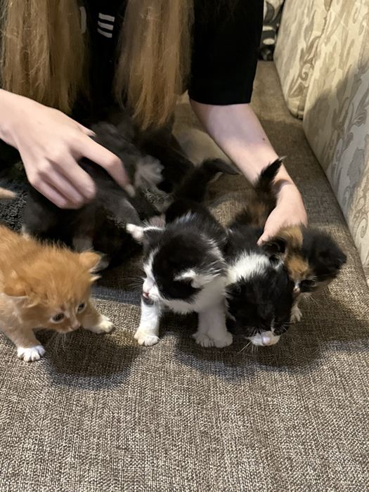 Отдам котят в добрые руки