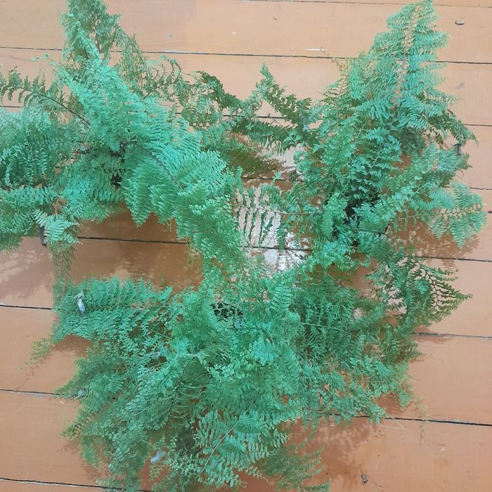 Папоротники  пушистые