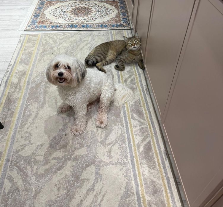 Пропал мой кот, кто видел