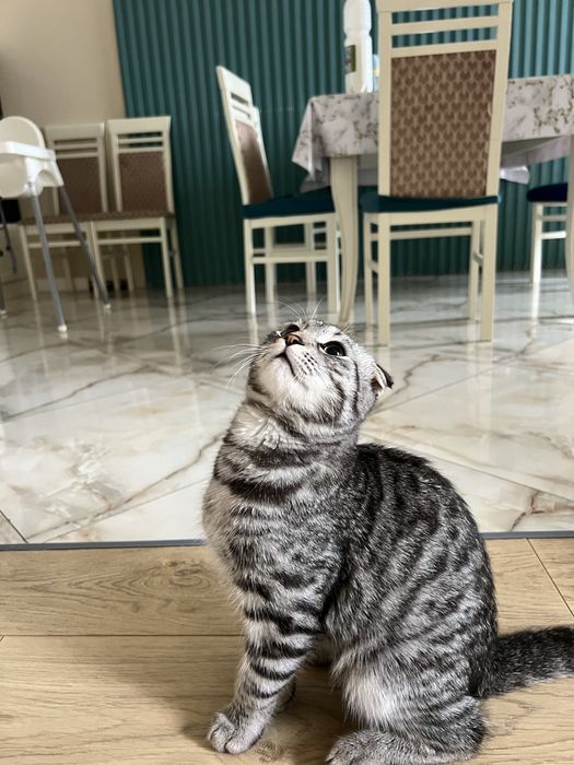 Отдам в добрые руки шотланского вислаухого котёнка