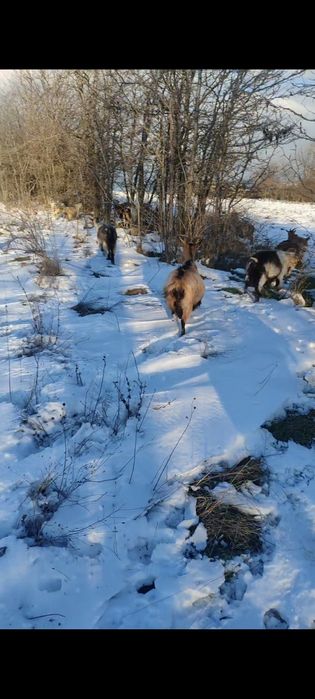 Mașini . Capre. cai .