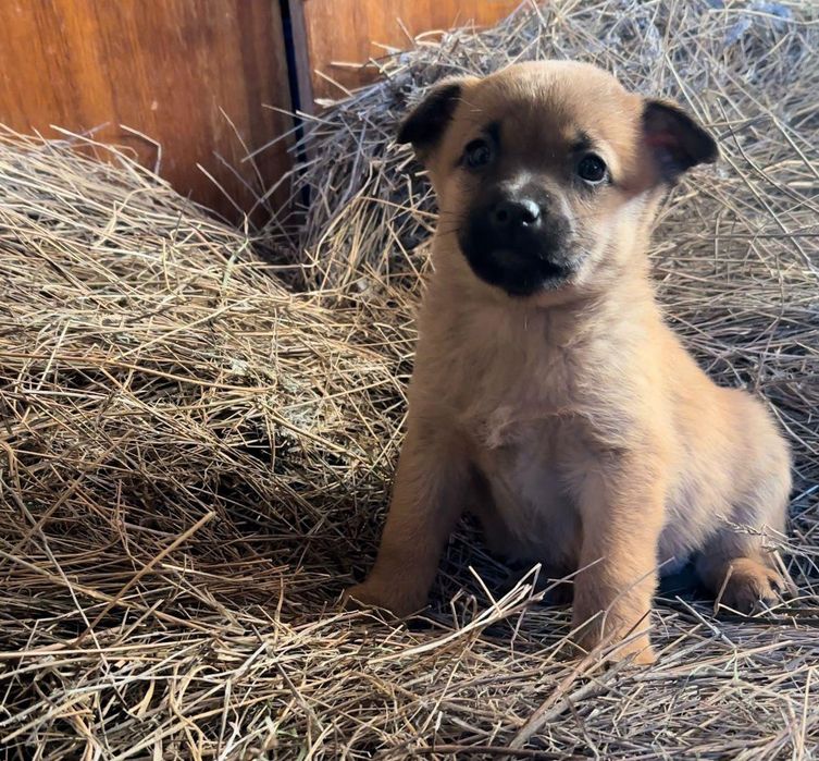 Девочки от Хаски