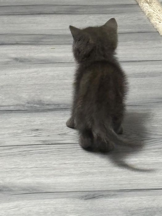 Отдам котят в хорошие руки!
