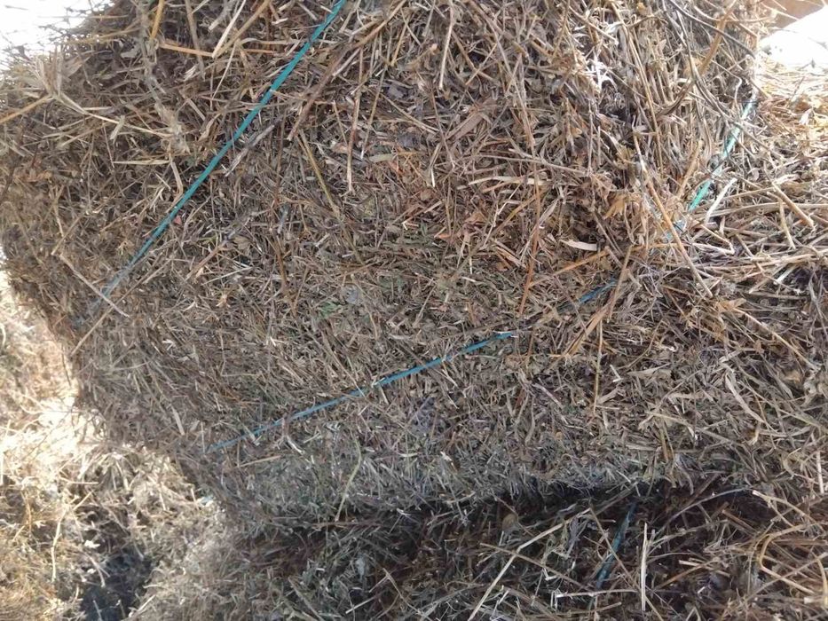 Продавам Бали ЛЮЦЕРНА