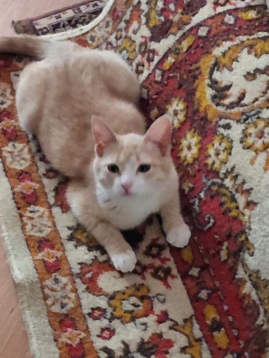 Отдадим в добрые руки