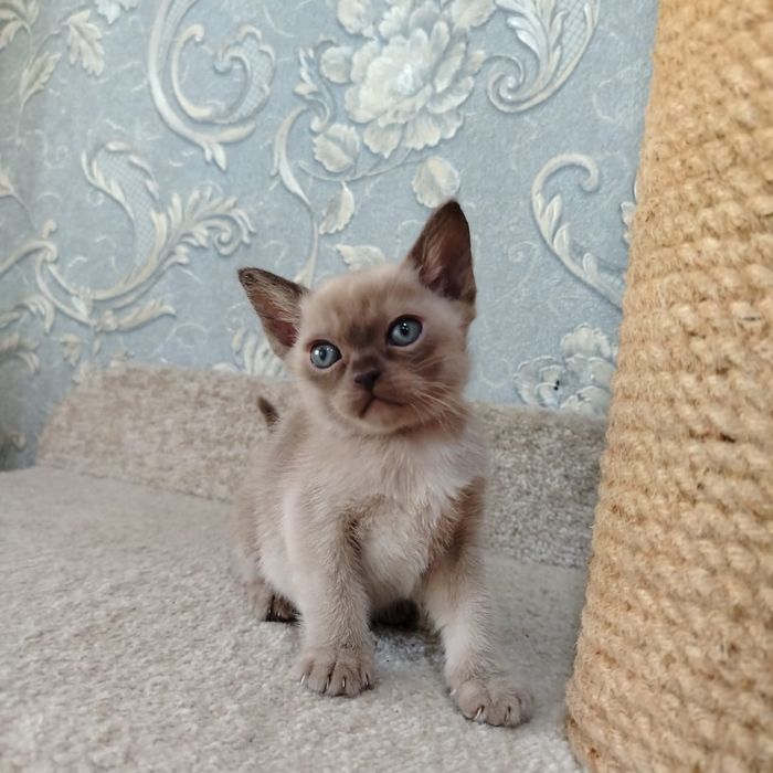 Котята Европейской Бурмы